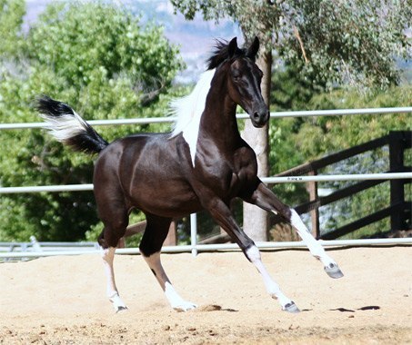 Orazbaıdyń márttigi