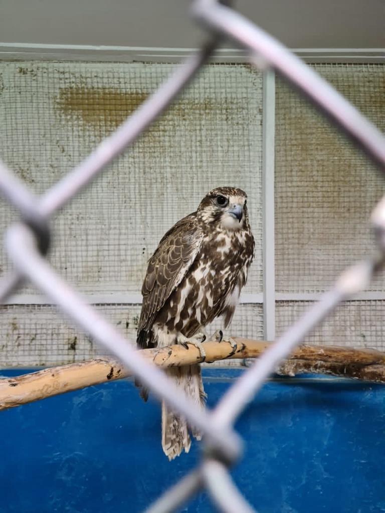 Qus aýlaǵan qaskóıler quryqtaldy