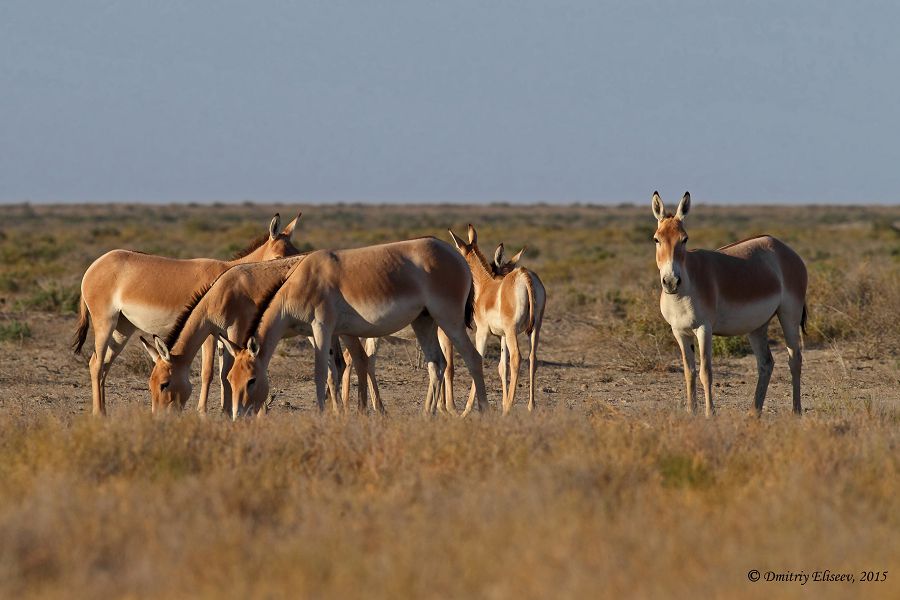 Barsakelmes – ekologııalyq aımaqta ornalasqan álemdegi jalǵyz qoryq