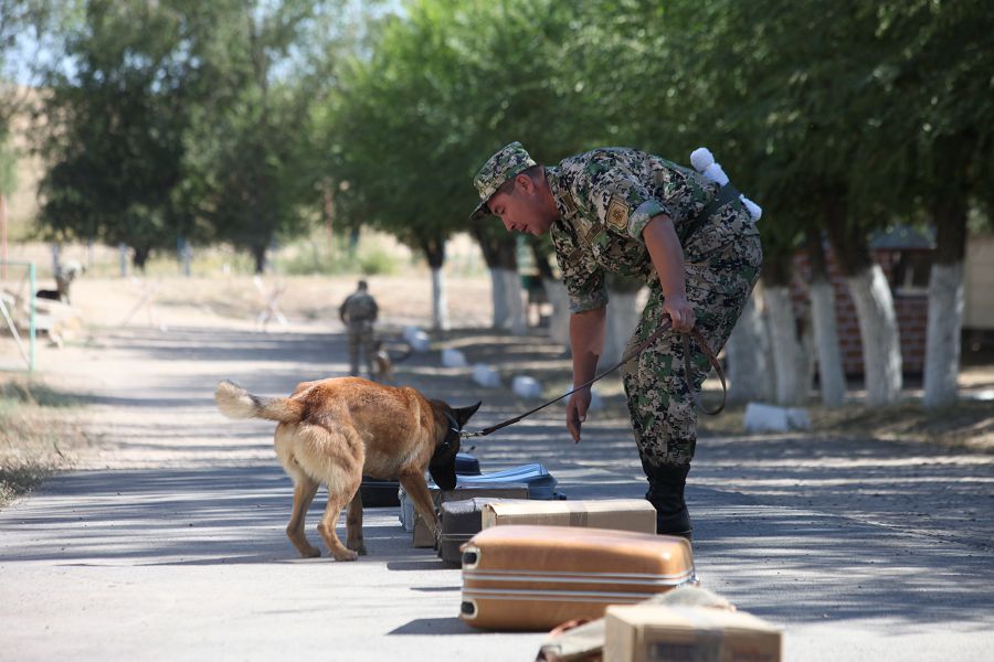 Qyzmettik ıtter qylmystyń izin sýytpaı ashady
