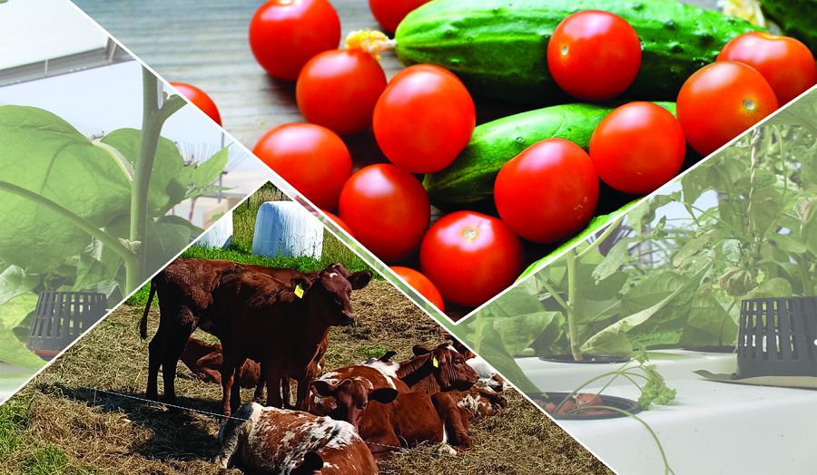 Azamattar ata kásipke bet bura bastady