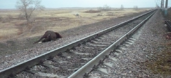 Júk poıyzy jylqy qaqty