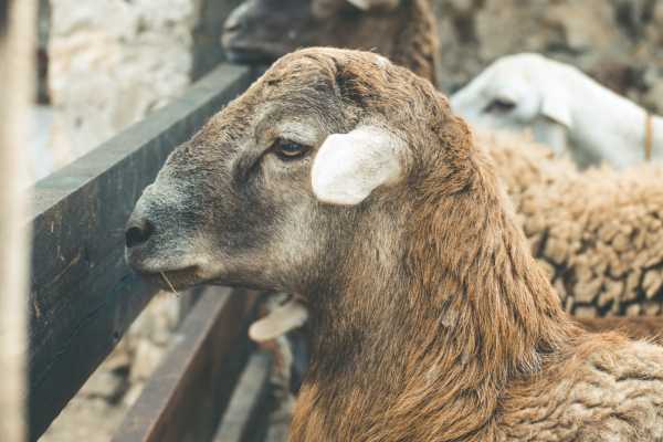 ShQO turǵyny 160 bas qoıdy Pavlodar oblysyna zańsyz tasymaldaǵan