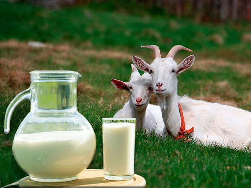 Eshki súti – dertke daýa