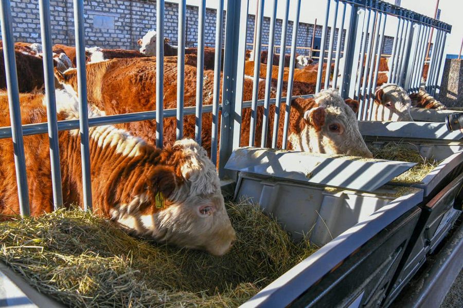 Maldy jańasha baǵatyn qojalyq