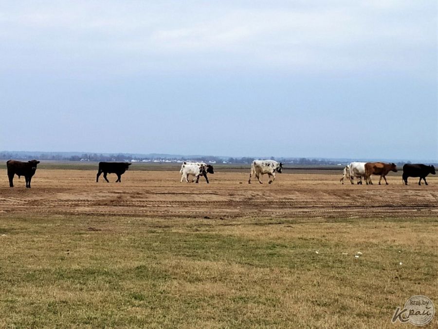 Aýylǵa qamqor Aqpanov áýleti