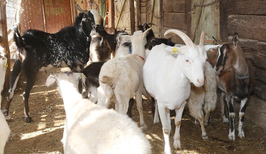 Eshki baǵyp erekshe kásip ashqan