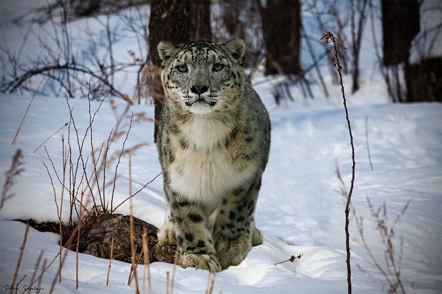 Taýynda ilbis jortqan Almaty memlekettik qoryǵynyń ekojúıesi qalaı qorǵalýda?