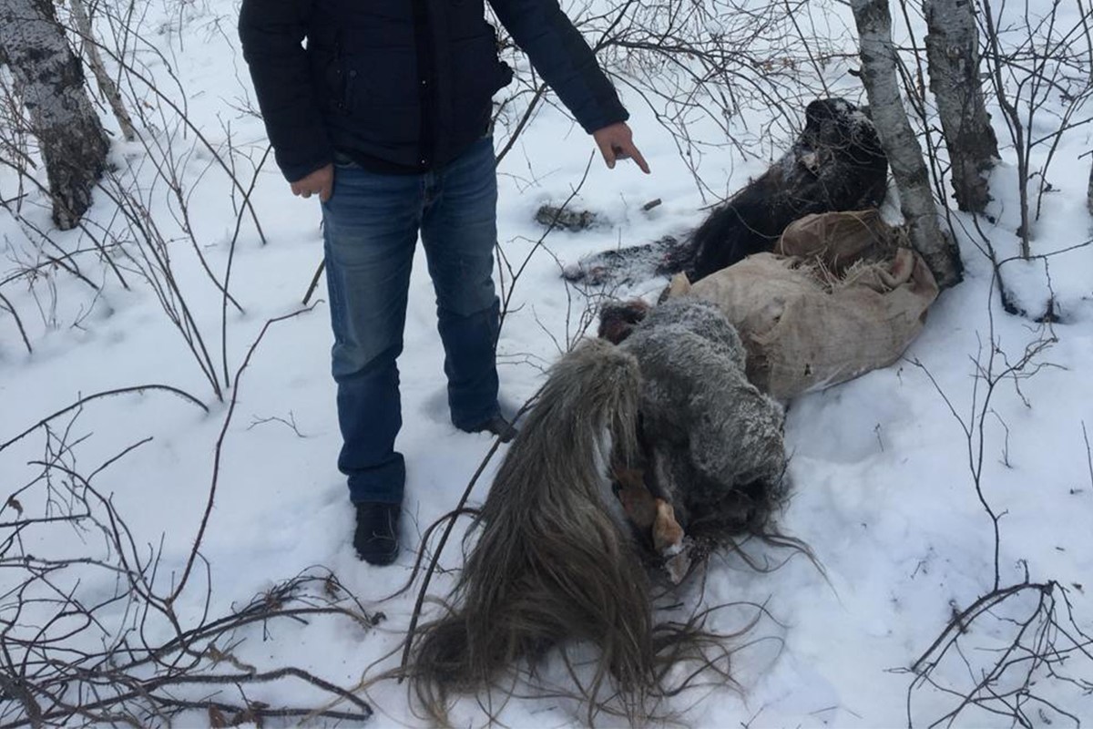 25 jylqyny qoldy qylǵan adam ustaldy