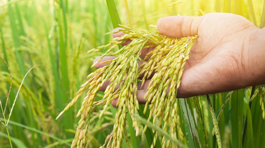 Kúrish óndirisinde kúrmeýli másele kóp