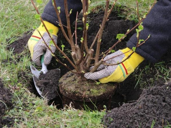 Atyraý oblysynda bes jylda 7 mıllıon kóshet egiledi