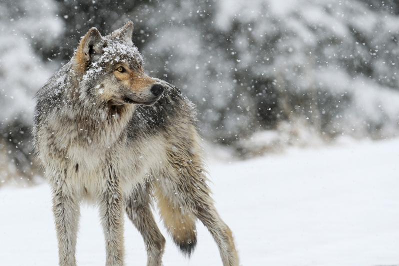 Qostanaı oblysynda kisige qasqyr shapty