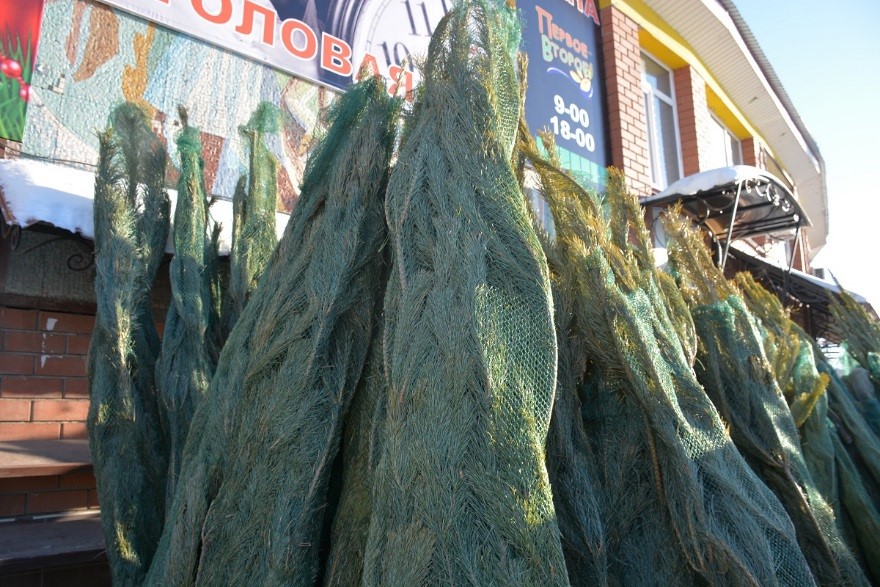 Zańsyz aǵash kesýshilerge jaýapkershilik týraly eskertedi