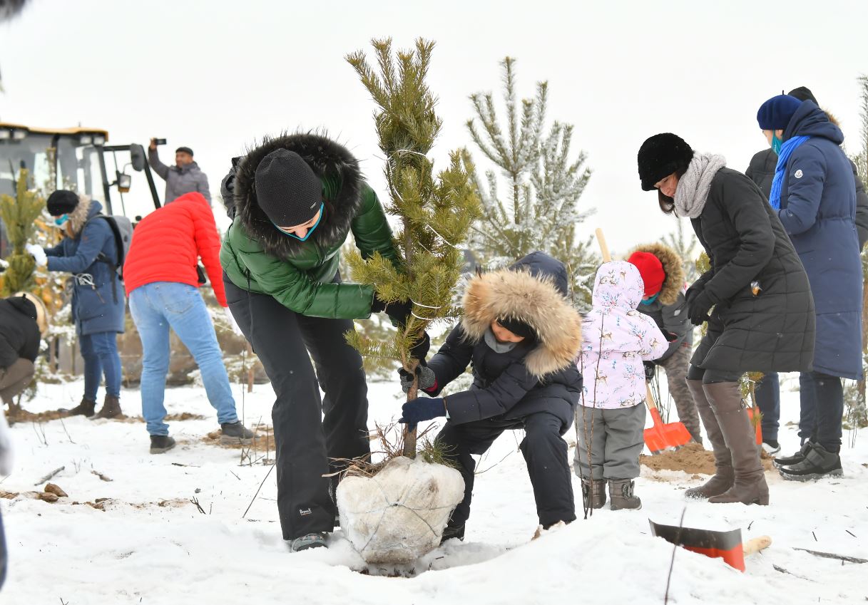 Ekobelsendiler «Almatynyń qaraǵaıly ormanyna» 470 kóshet otyrǵyzdy