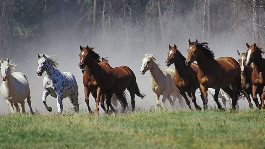 Jambyl oblysynda tanymal sportshynyń bir úıir jylqysy qaıtaryldy