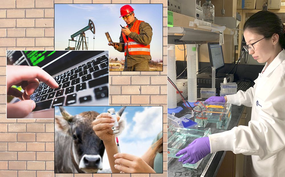 Mamandyqtar «maıdany»