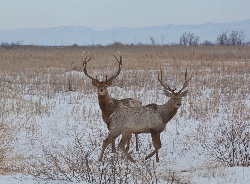 О́ńirde óris ashqan jańa kásip