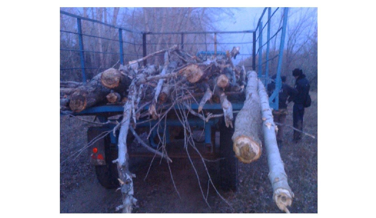 Otyndyq aǵashty orynsyz kespe