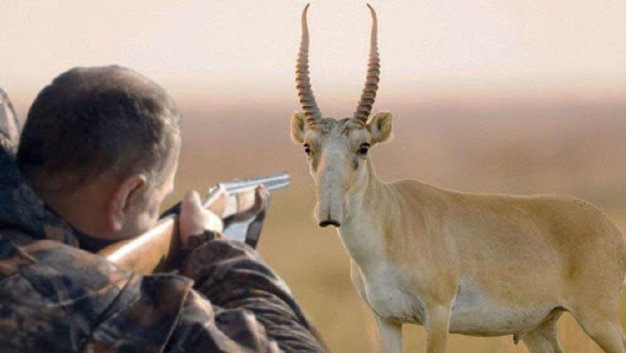 Kıik atqandarǵa – 2 mln teńge aıyppul