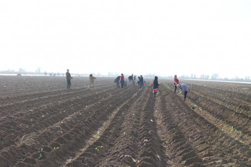 Maqtaaraldyq dıqandar egistik jumystaryn qańtarda bastady