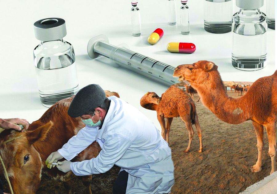 Mal dárigeriniń qadirine qashan jetemiz?