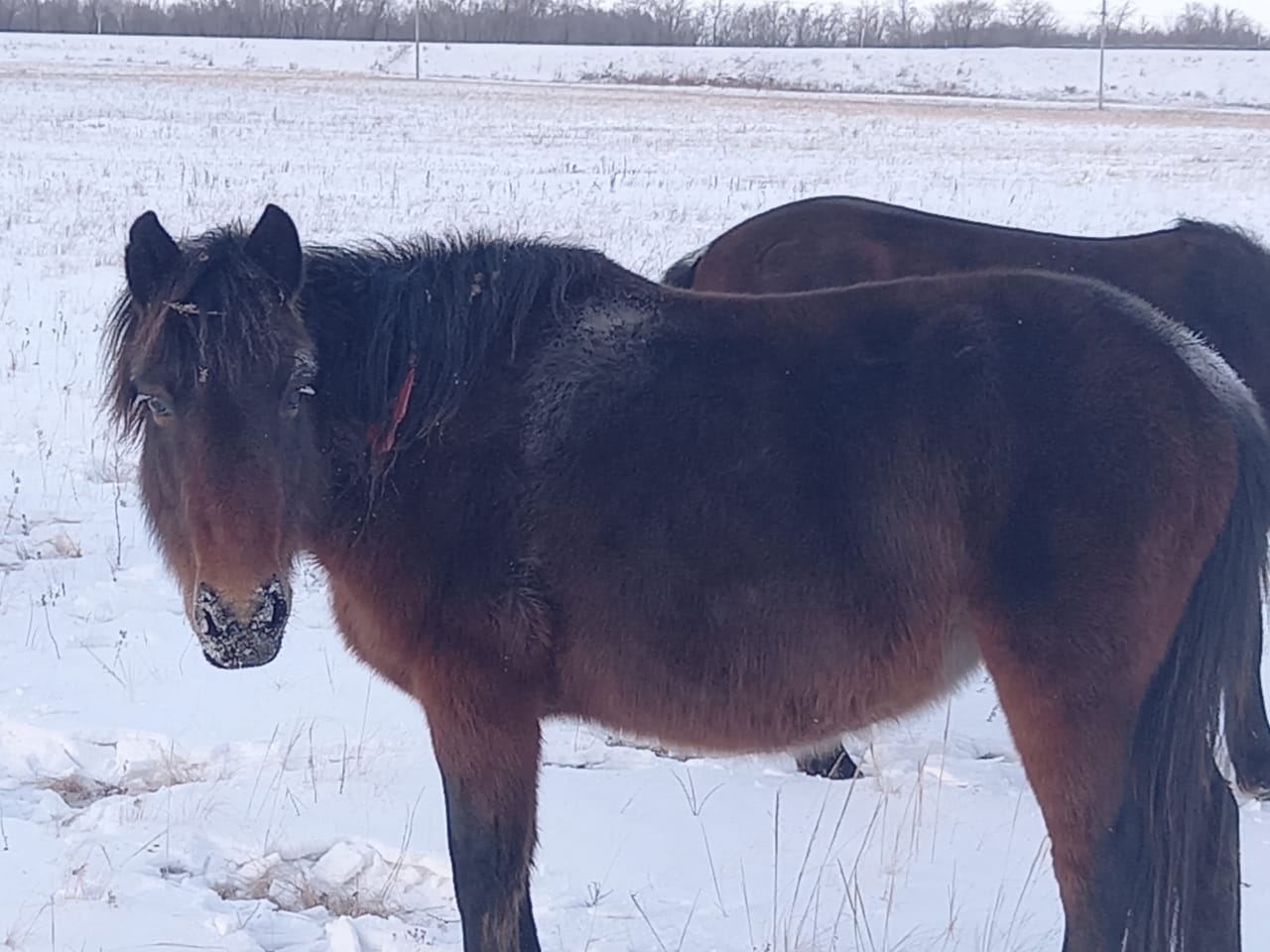 Áıel basqarǵan qylmystyq top ustaldy