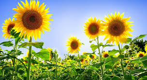 Qazaqstan kúnbaǵys tuqymyna eksporttyq baj salyǵyn engizýi múmkin