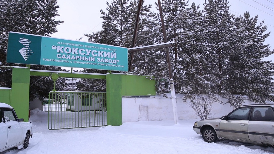 Kóksý zaýyty qamystan qant shyǵarýdy qolǵa aldy