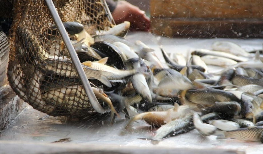 Jambyl oblysynda balyq sharýashylyǵy damyp keledi