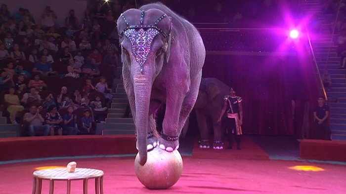 Shymkent sırki janýarlardan bas tartpaıtyn boldy