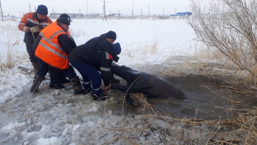 Qudyqqa qulaǵan qunandy qutqaryp qaldy