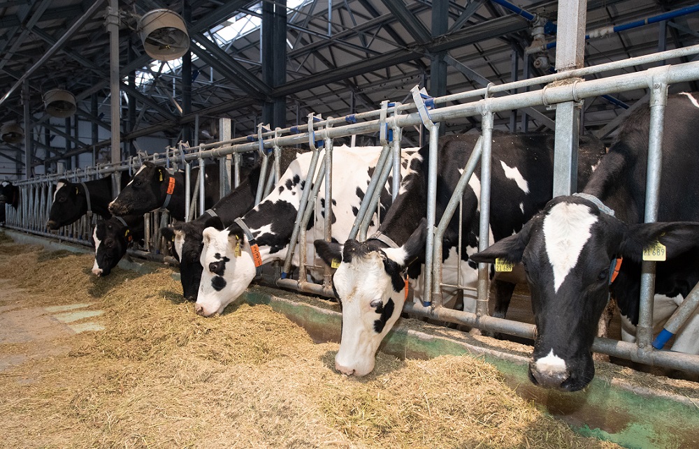 Ordabasy aýdanynda 379 mal bordaqylaý alańy jumys isteıdi