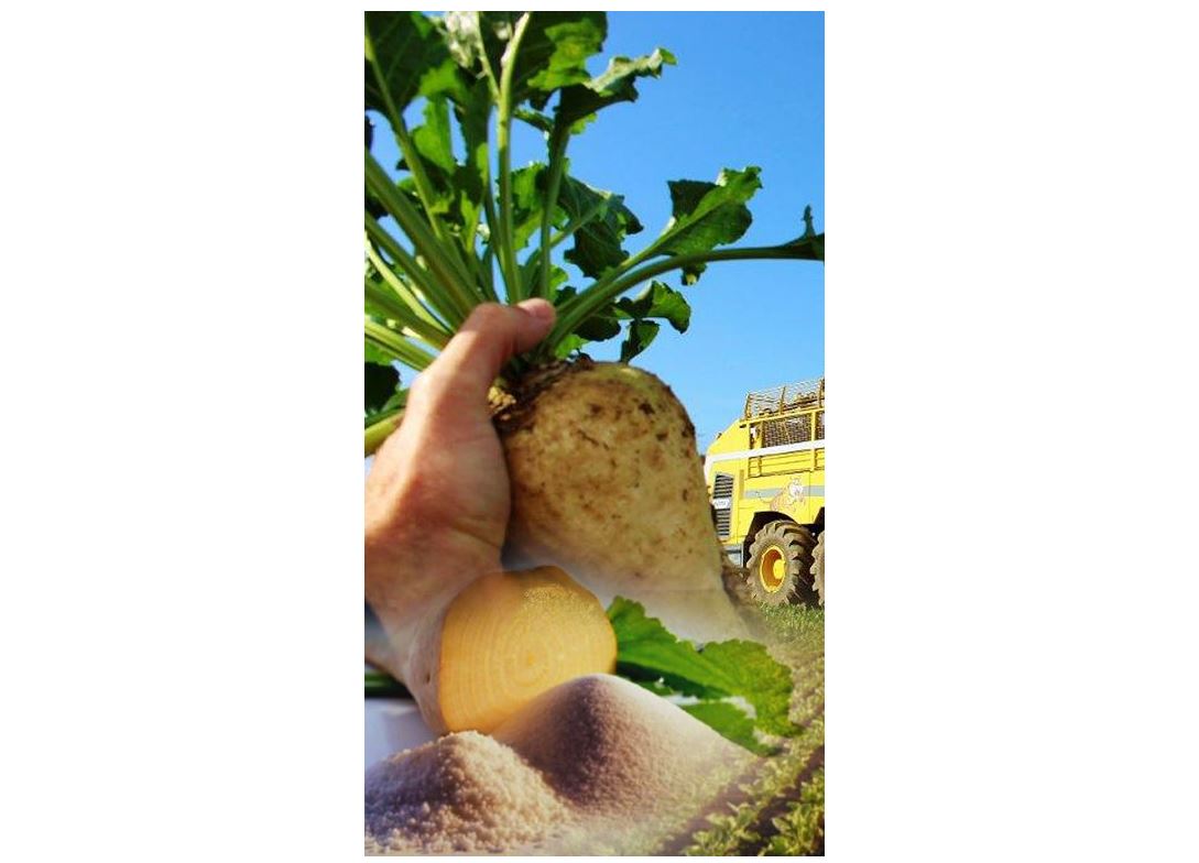 Qyzylsha men qamys – óńdegenge tabys