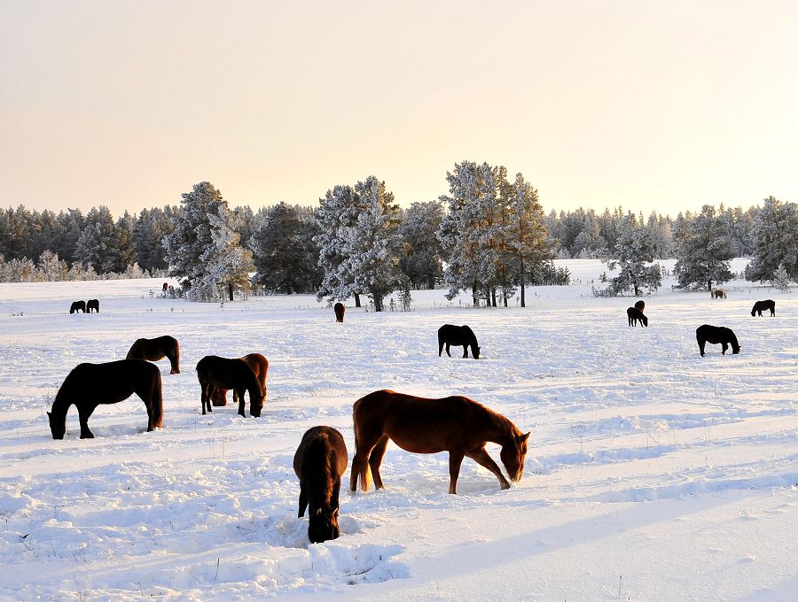 Aýyldyń muńy – maldyń órisi (Prezıdenttiń bos jatqan jaıylymdyq jerlerdi qaıtarý  jónindegi tapsyrmasy asa ózekti)