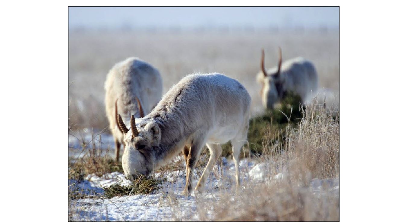 Kıikter qysta qysylmaıdy