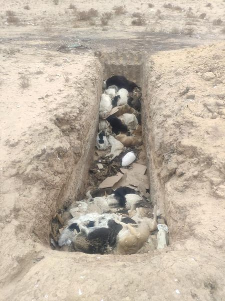 Aqtaý mańynda tabylǵan shirigen janýarlardyń «úıindisi» úshin jazalandy