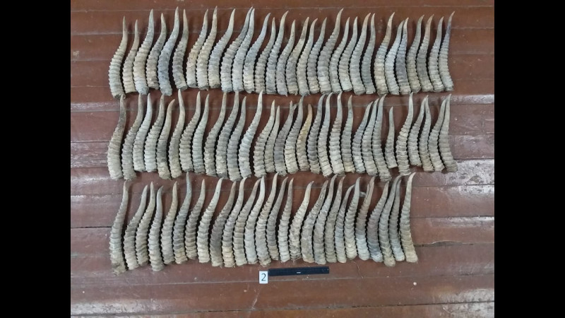 Atyraý oblysynda aýyl turǵynynan 106 kıik múıizi tárkilendi