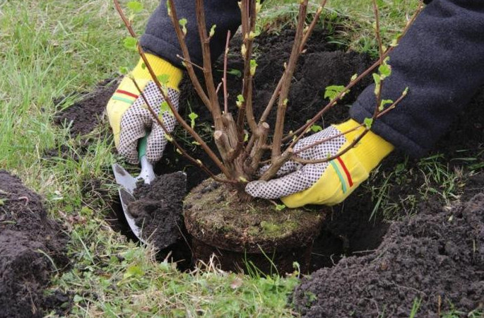 Almatyda mıllıon aǵash otyrǵyzý baǵdarlamasynyń aralyq nátıjeleri jarııalandy