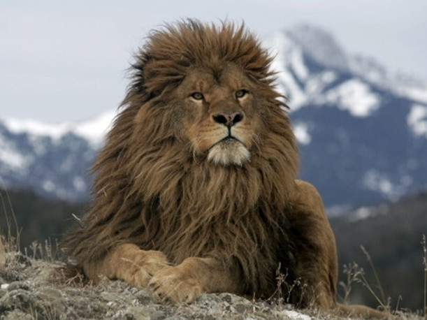 Besqaınar aýylynyń turǵyny úıinde arystan asyraǵan