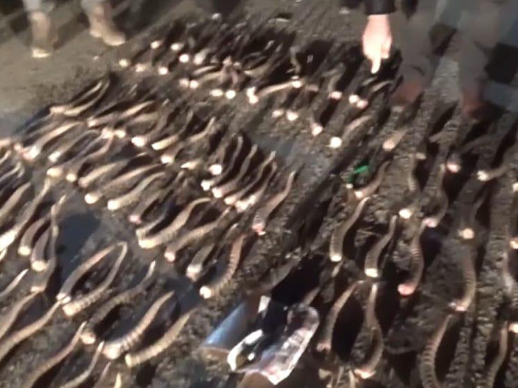 Atyraýdyń eki turǵyny 364 kıik múıizimen ustaldy