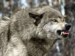 Adamǵa shapqan arlan