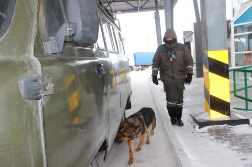 Shekarashy ıt Reseıge esirtki alyp ótpek bolǵan azamatty ustady