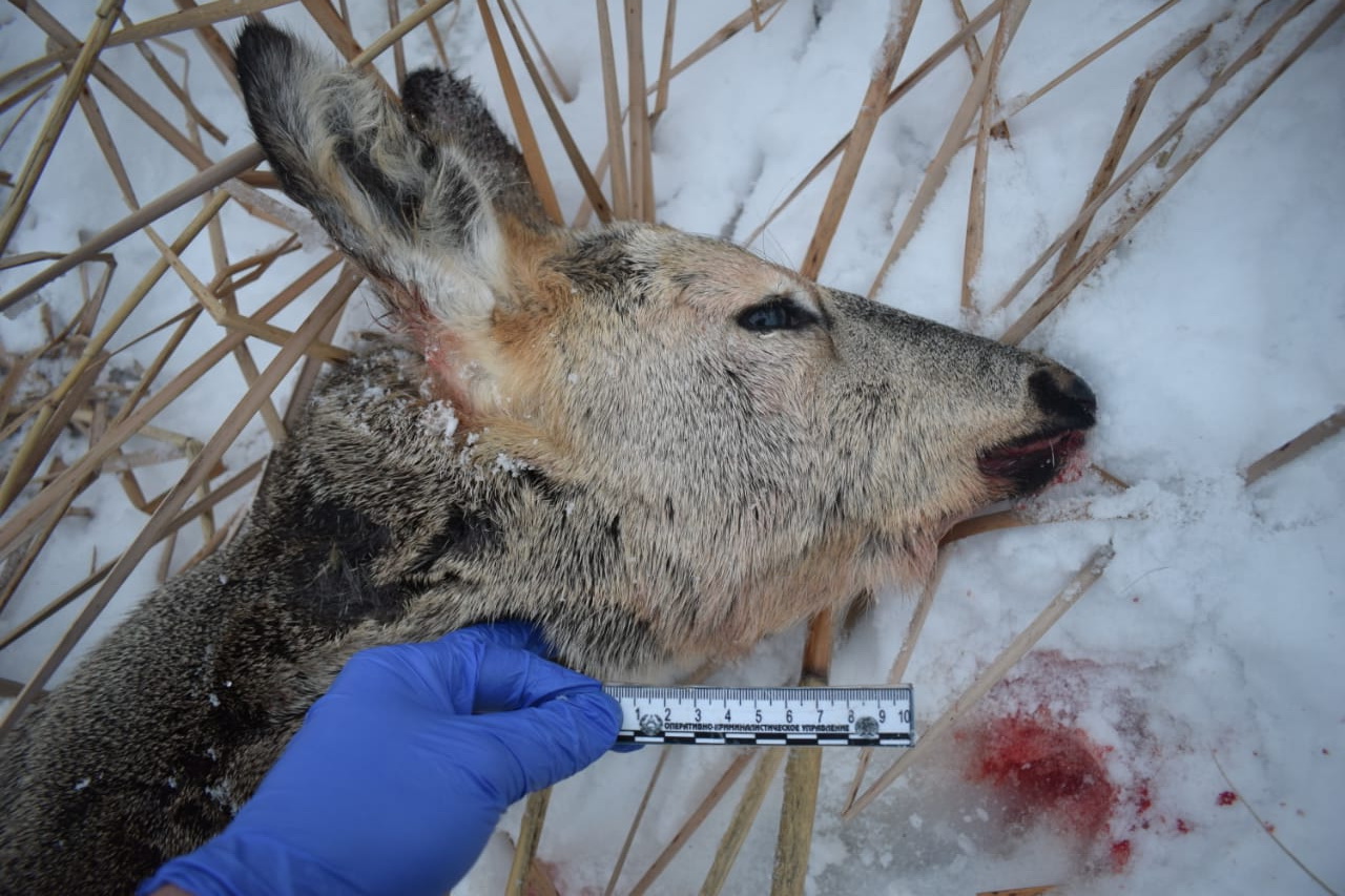 Brakoner úıinen ustaldy