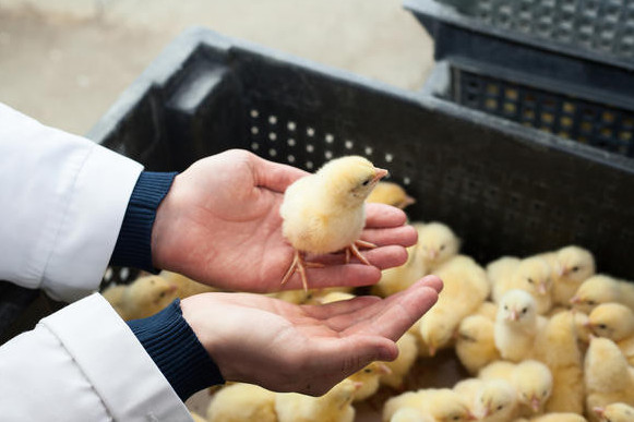 Basym baǵyt – broılerge