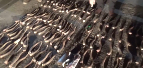 Kıikti qynadaı qyrǵandar