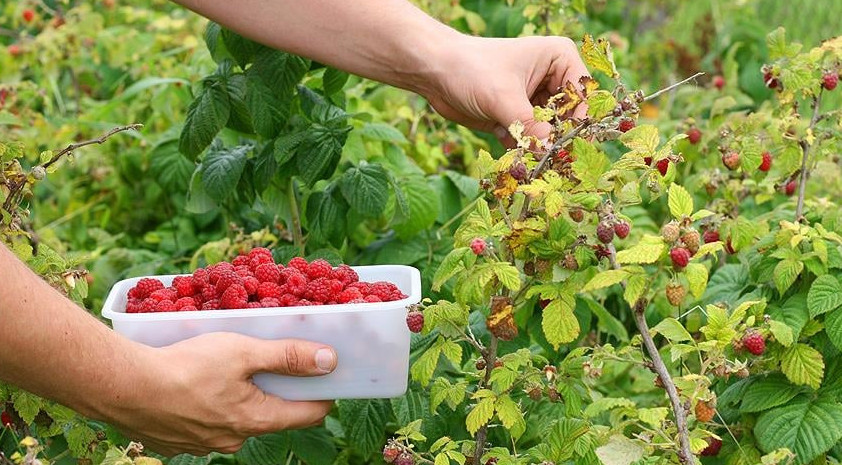 Baǵbandyqtyń baǵy bar