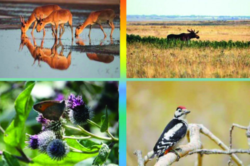 Qoryqty atpen aralaǵan qolaıly