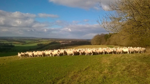 Túrkistan oblysynda jaıylym kólemi 742 myń gektarǵa artady