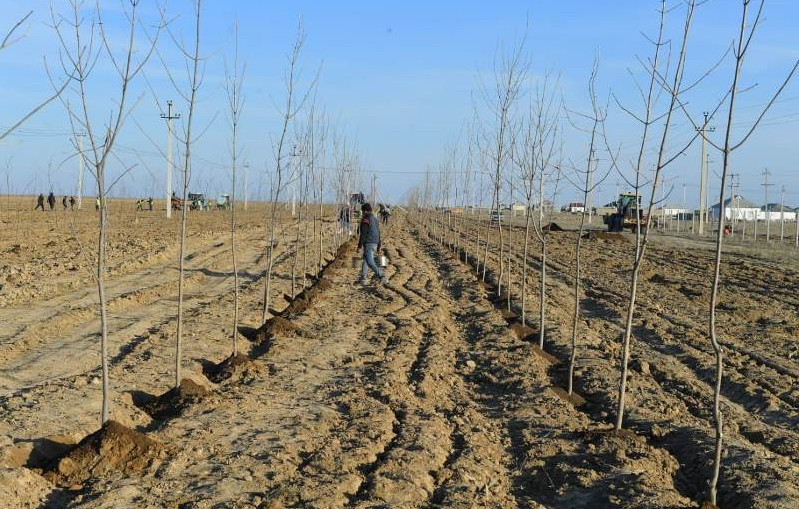 Túrkistan oblysynda 30 mln dana tal egiledi