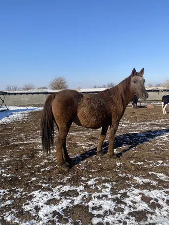 Baǵyp júrgen malyn qoldy etken